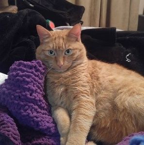 Meet your Posher, Ellen